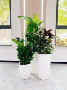 体验宁波江北盆景出租，优质服务超赞！